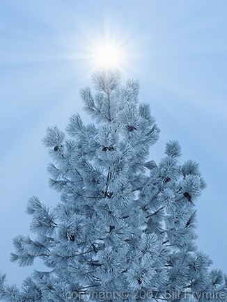 ice-tree-frost-winter-434