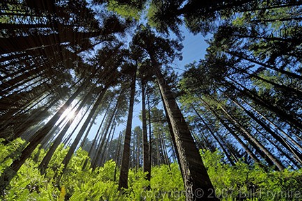 tall_trees_encircle_sunlight_434