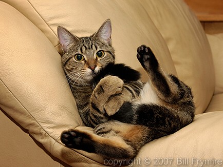 cat-hold-tail-posed-434