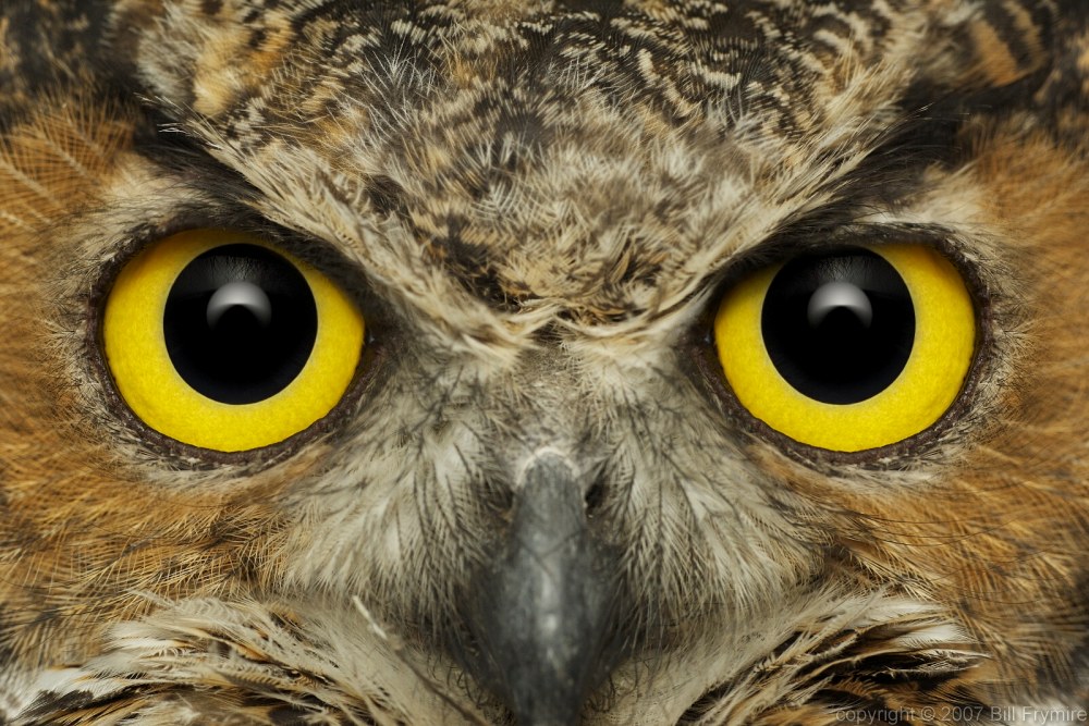 Great Horned Owl Pictures - Images - Photos 