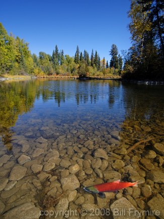 spawning-salmon-autumn-fish-lake-434