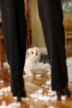 bad-puppy-left-alone-mess.jpg