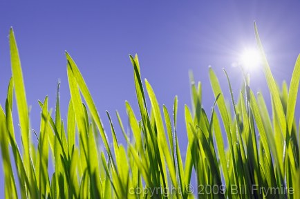 green-grass-sun-growth-horizontal.jpg