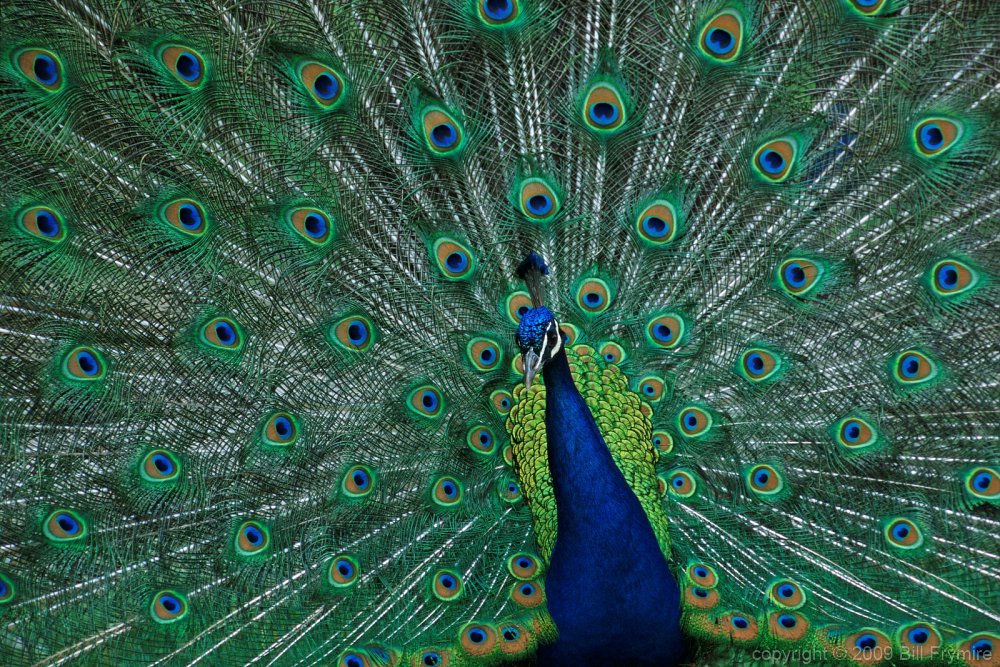 http://www.billfrymire.com/blog/wp-content/uploads/2009/07/male-peacock-feathers-1000.jpg