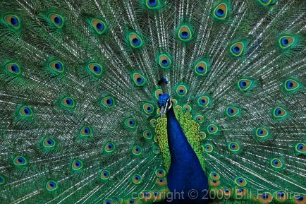 male-peacock-feathers.jpg