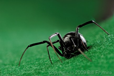 black-widow-spider.jpg