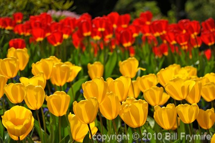 colorful-tulip-flowers-blooming