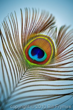 peacock-feather-colorful-light