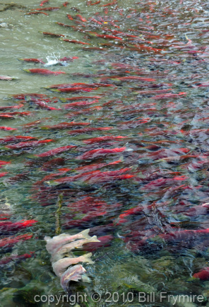 adams-river-sockeye-run-2010