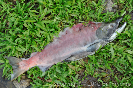 dead-sockeye-salmon