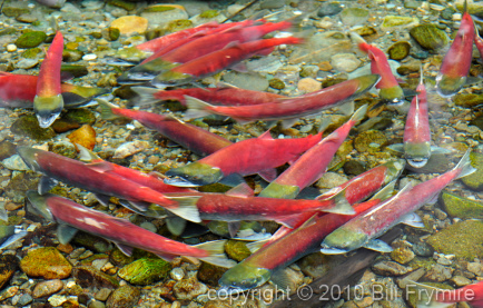 sockeye-salmon-run