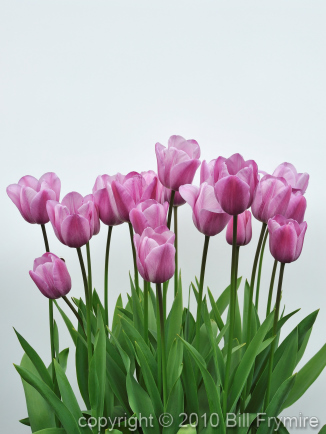 pink-tulips-flowers-vertical-434.jpg