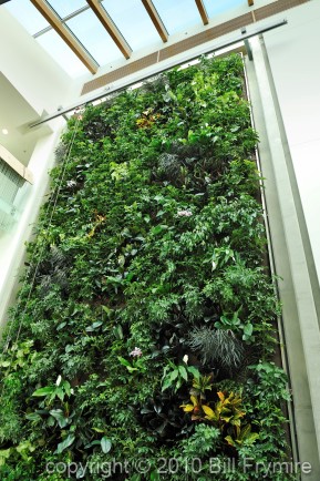 living-wall-plant-air-pure-below-434.jpg