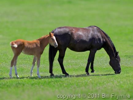 mother-mare-foal-horse-pasture-434