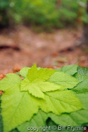 gree-leaves-on-nature-forest-path-434.jpg