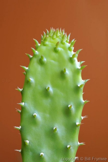 a green cactus against red