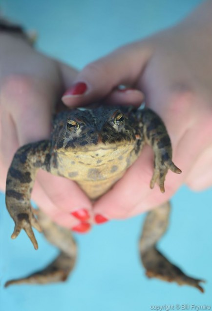 toad being held by child