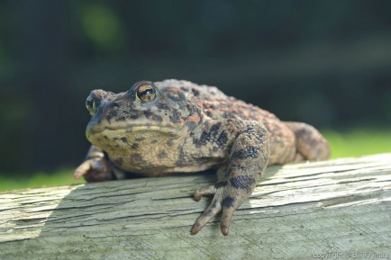 toad on a log