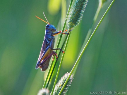 blue grasshopper in tall grass