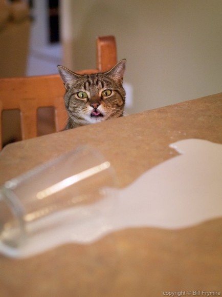 a cat licking its lips looking at some spilt milk on counter