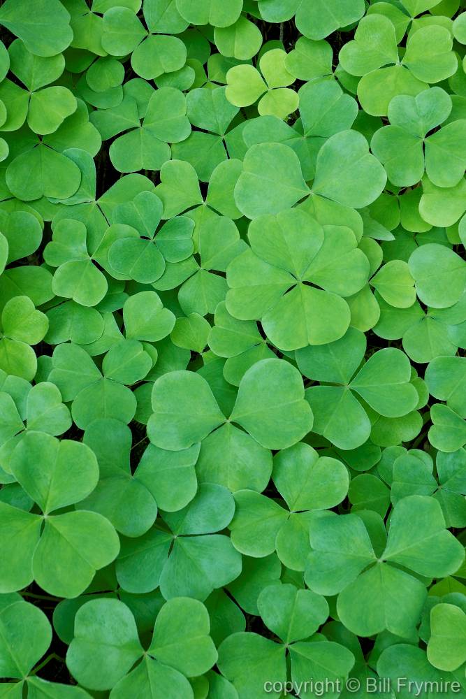 That Lucky Clover - Bill FrymireBill Frymire