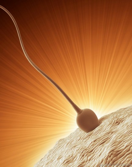 ovum being fertilized by a lone sperm