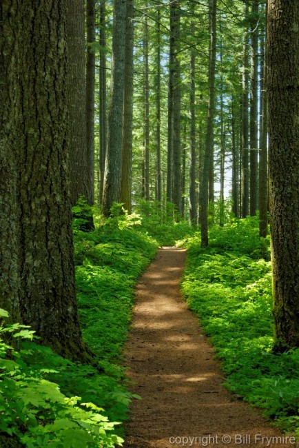 Forest Path