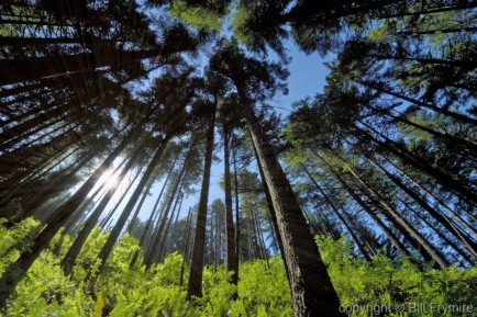 beautiful green coniferous forest, nature