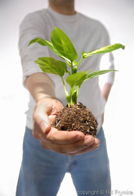 man-hold-plant-hand-grow-green