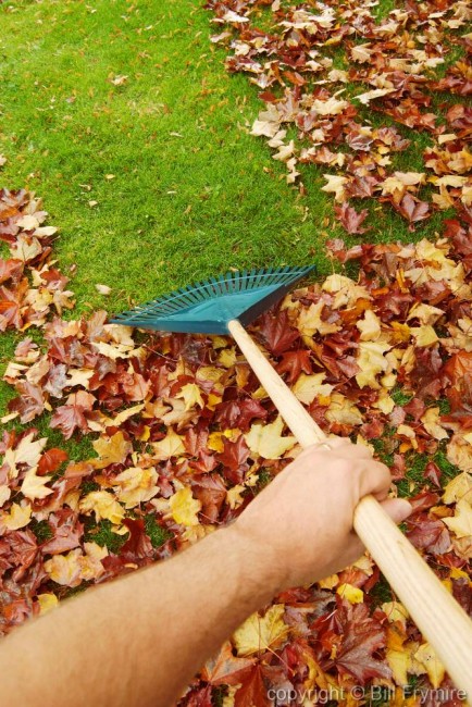 rake-leaves-hand