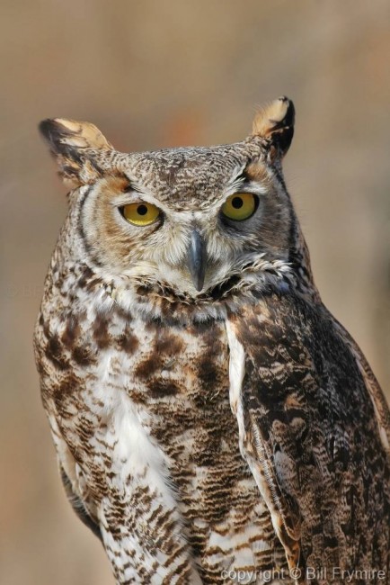 Great Horned Owl