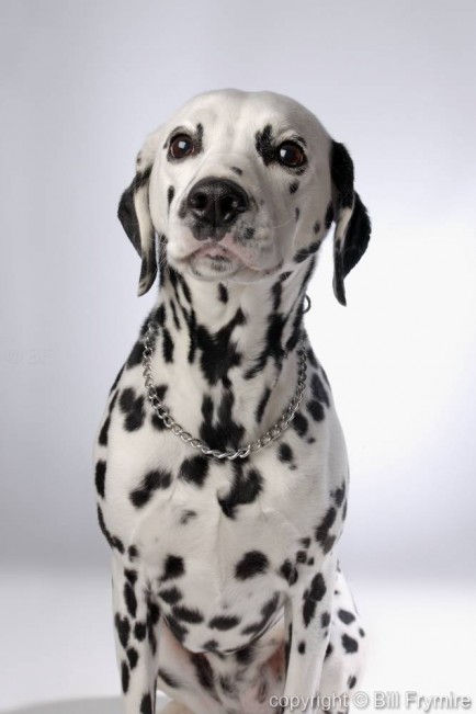 Dalmation Dog, copyright 2005 Bill Frymire