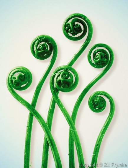 Karl Blossfelt spiral fiddleheads, Adiantum pedatum, Maidenhair fern, young unfurling fronds, 12x