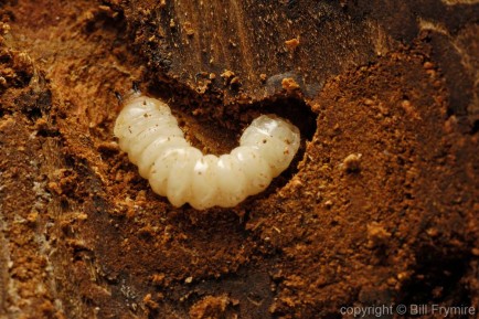 Mountain Pine beetle larvae (Dendroctonus ponderosae)