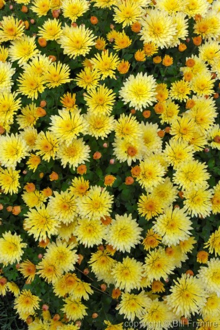 Yellow chrysanthemums