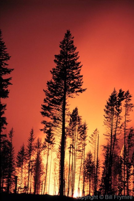 forest-fire-trees-burning