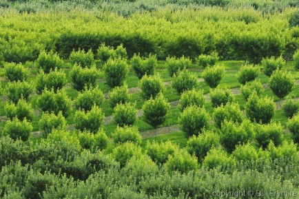 Fruit Orchard near Osoyoos BC Canada. Peach and Apple trees.