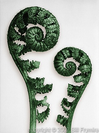 Karl Blossfeldt male fern fiddleheads