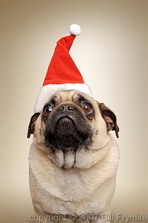 pug dog wearing santa hat