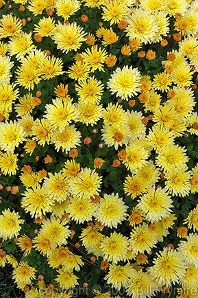 yellow chrysanthemums