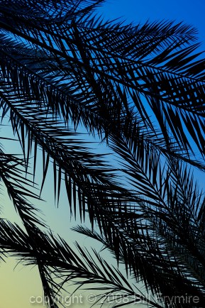 Silhouetted palm tree leaves against blue sky