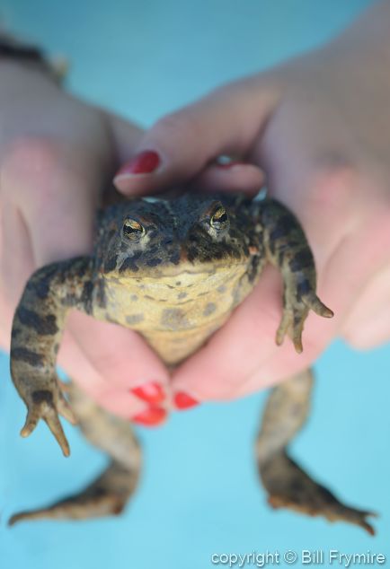 hands holding toad