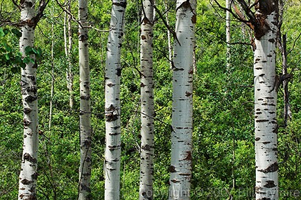 aspen trees british columbia