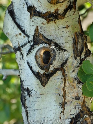 Aspen tree with an eye that appears in the bark
