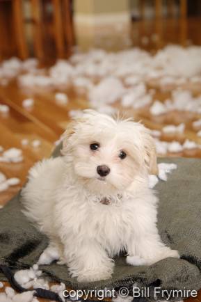 Malti-poo puppy behaving badly