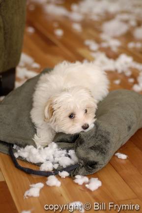 Malti-poo puppy behaving badly