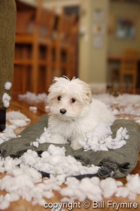 Malti-poo puppy behaving badly