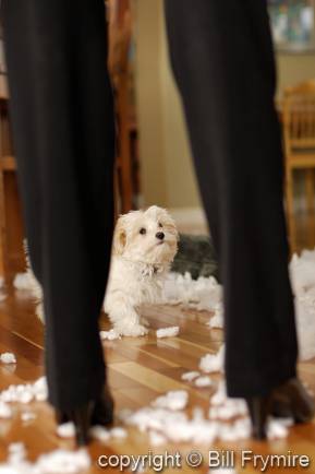 Malti-poo puppy behaving badly