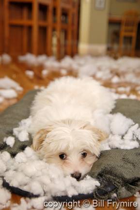 Malti-poo puppy behaving badly