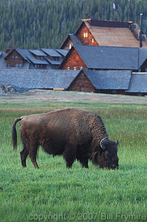 buffalo in field Yellowstone